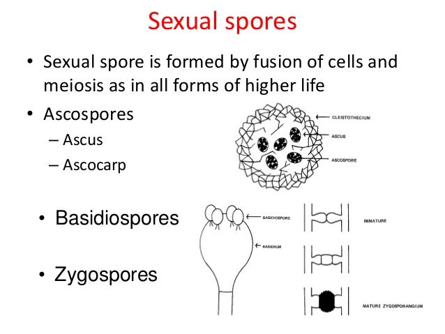type of sexual fungus Nude pics of the rad girls